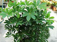 鴨腳木養護
