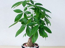 小發財樹